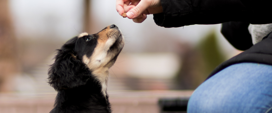 Welke brokken geef ik mijn puppy?