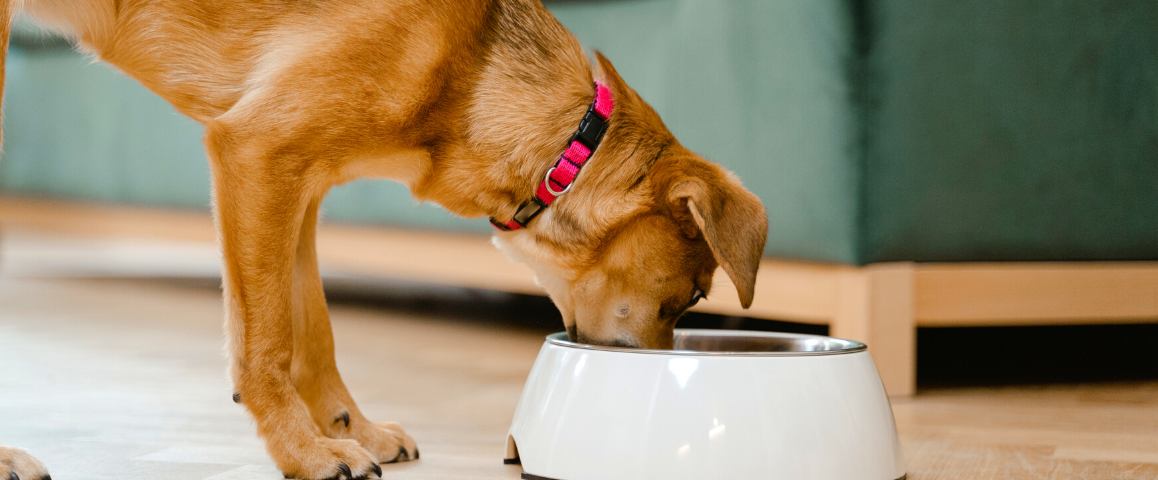 WAT EET JOUW HOND HET LIEFST: ELKE DAG HETZELFDE OF IS DAT TE SAAI?