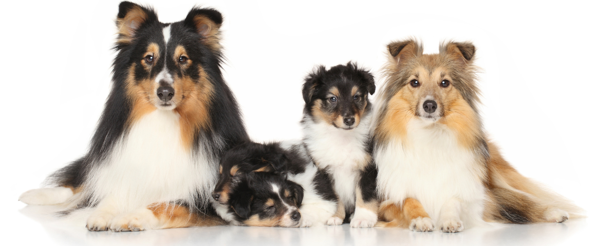 Yourdog brokken zijn er een hondenleven lang: voor elke levensfase van je hond