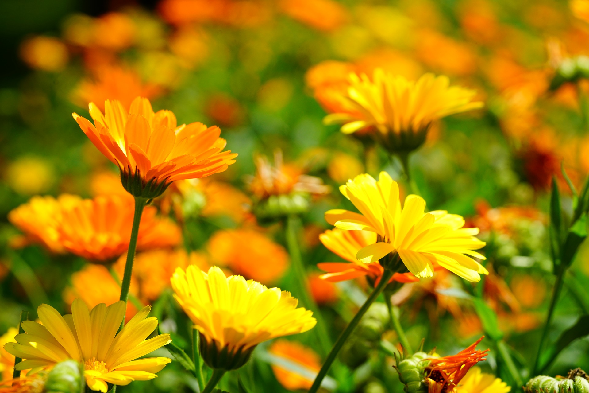 Goudsbloem