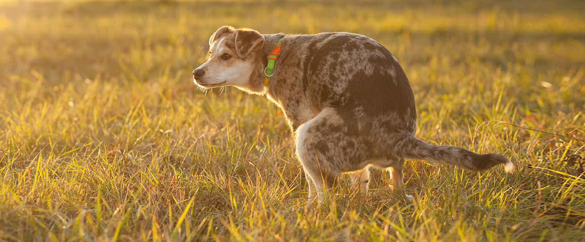 Mijn hond heeft diarree na het overstappen op nieuw voer