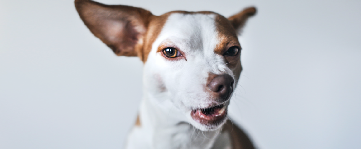 Mijn hond eet niet na het overstappen op nieuw voer