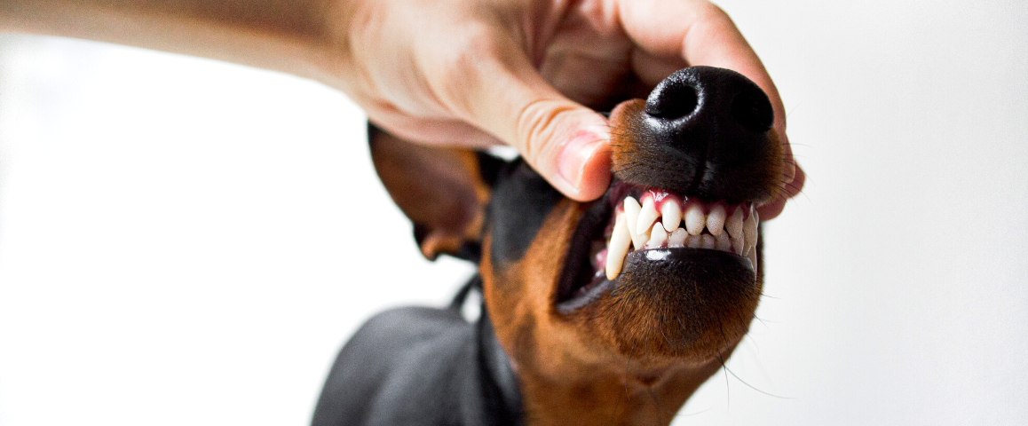 GEBIT VAN JOUW HOND: WAT IS DAAR NOU GOED VOOR?