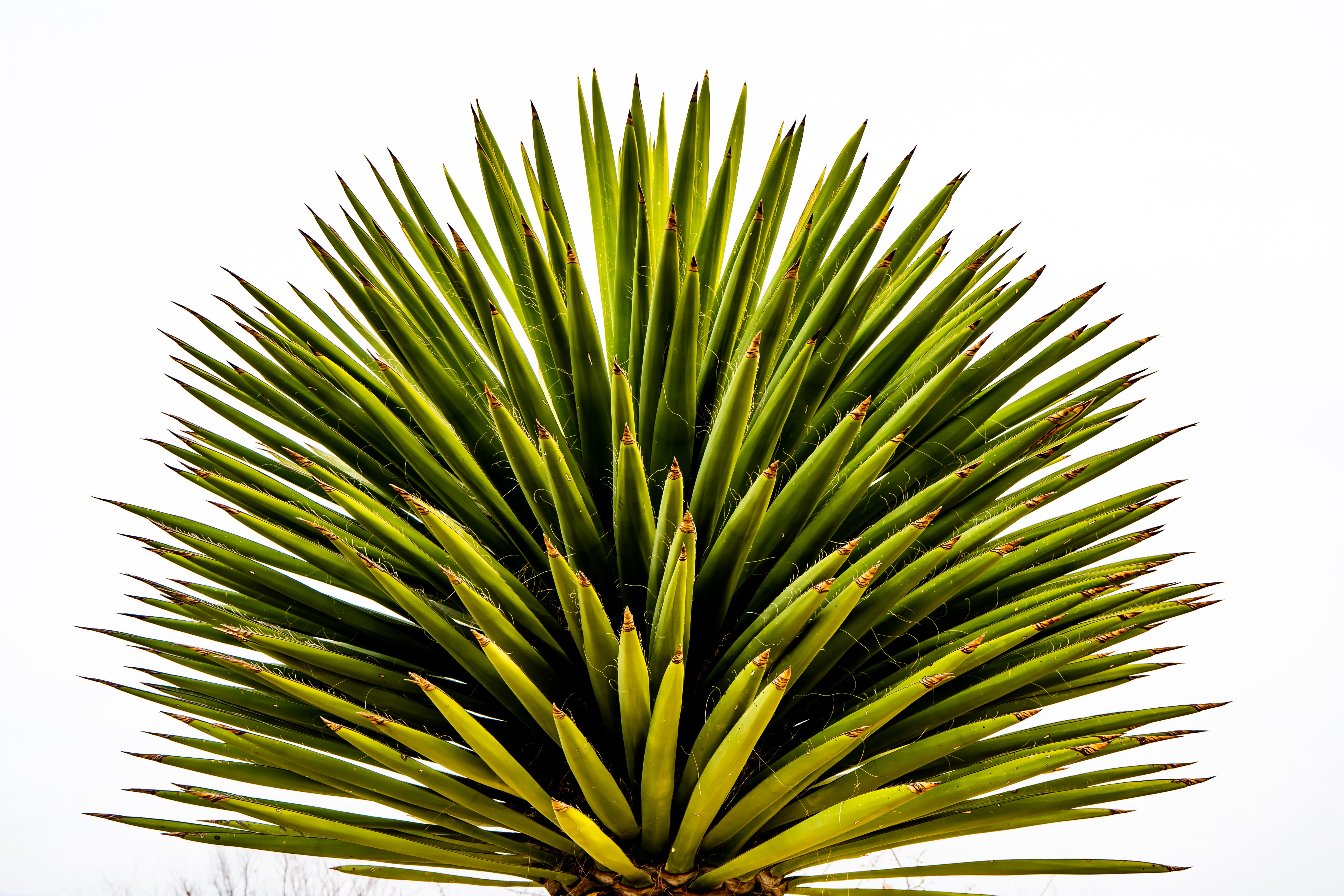 Yucca