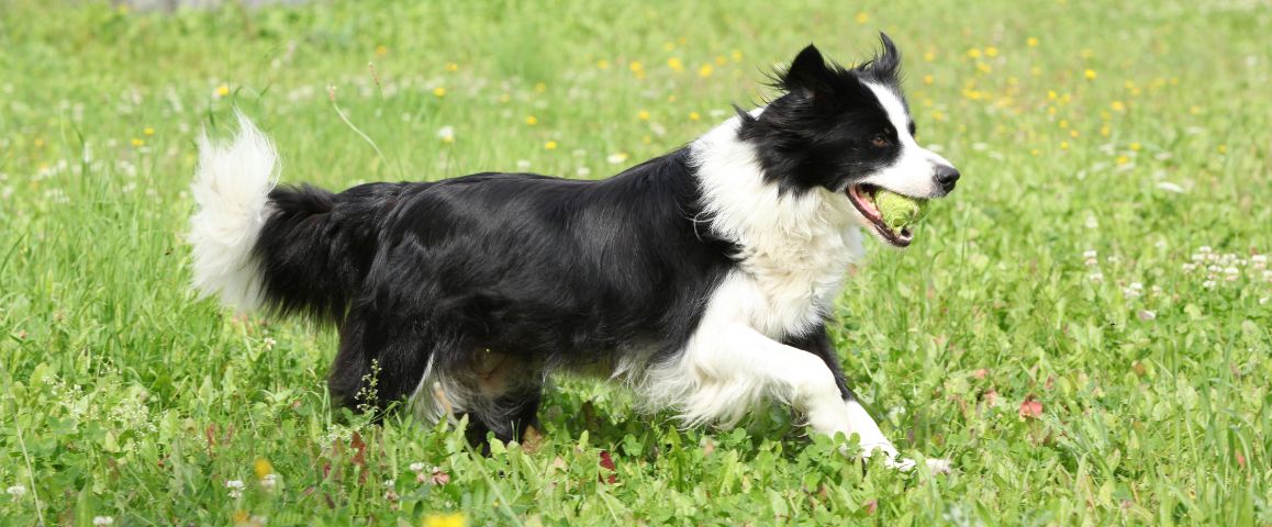 Supplementen voor een hond