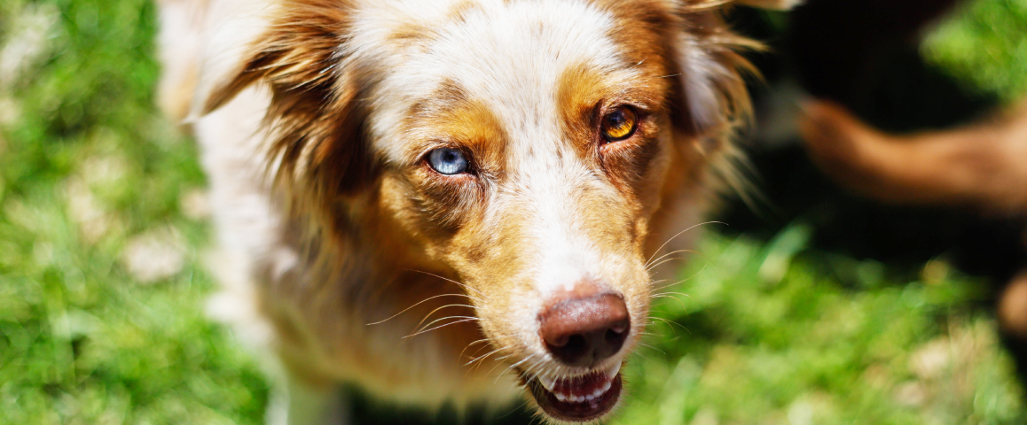 Waarom hebben sommige honden verschillende ogen? | Yourdog