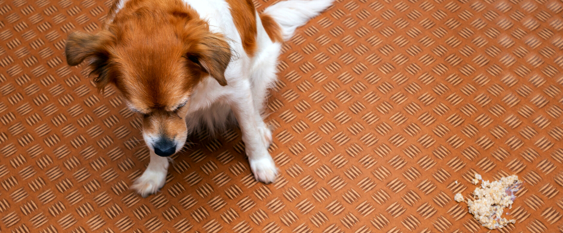 Geeft je hond over na nieuw voer?