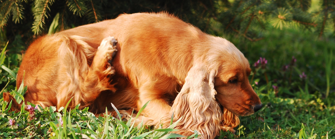 Mijn hond heeft jeuk na het overstappen op nieuw voer
