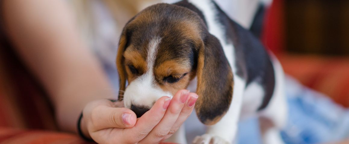 Routine met een puppyschema