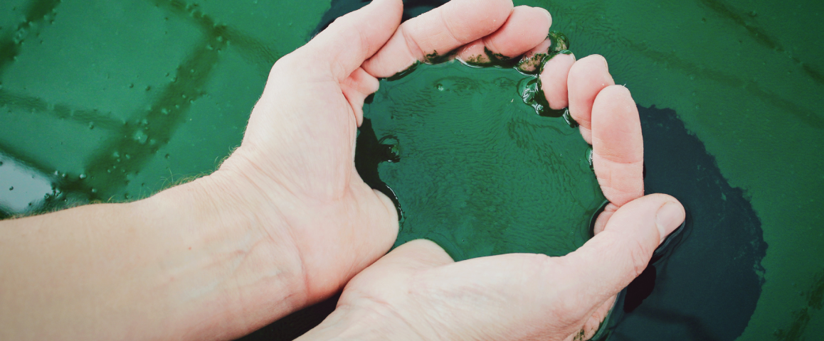 Spirulina