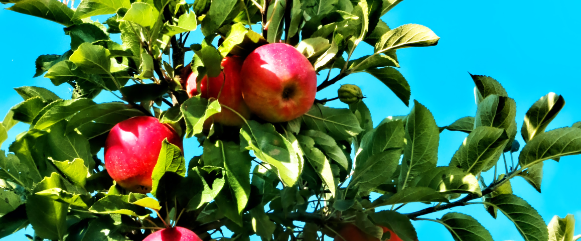 Appel